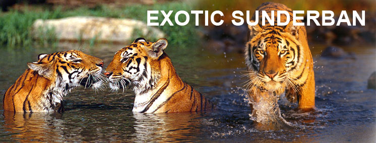 Sundarban Package Tour