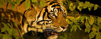 Sundarban Package Tour